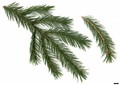 SpeciesSub: subsp. mexicana